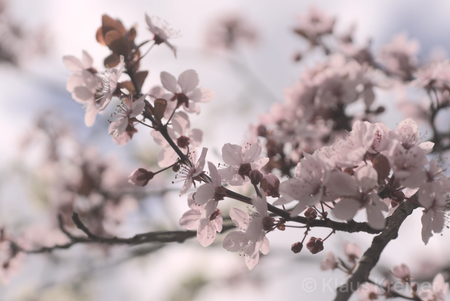 Anfang April 2021 in Berlin: Ein Ast mit der japanischen Kirschblüte in schönen rosa-weißen Farbtönen in der Großstadt.