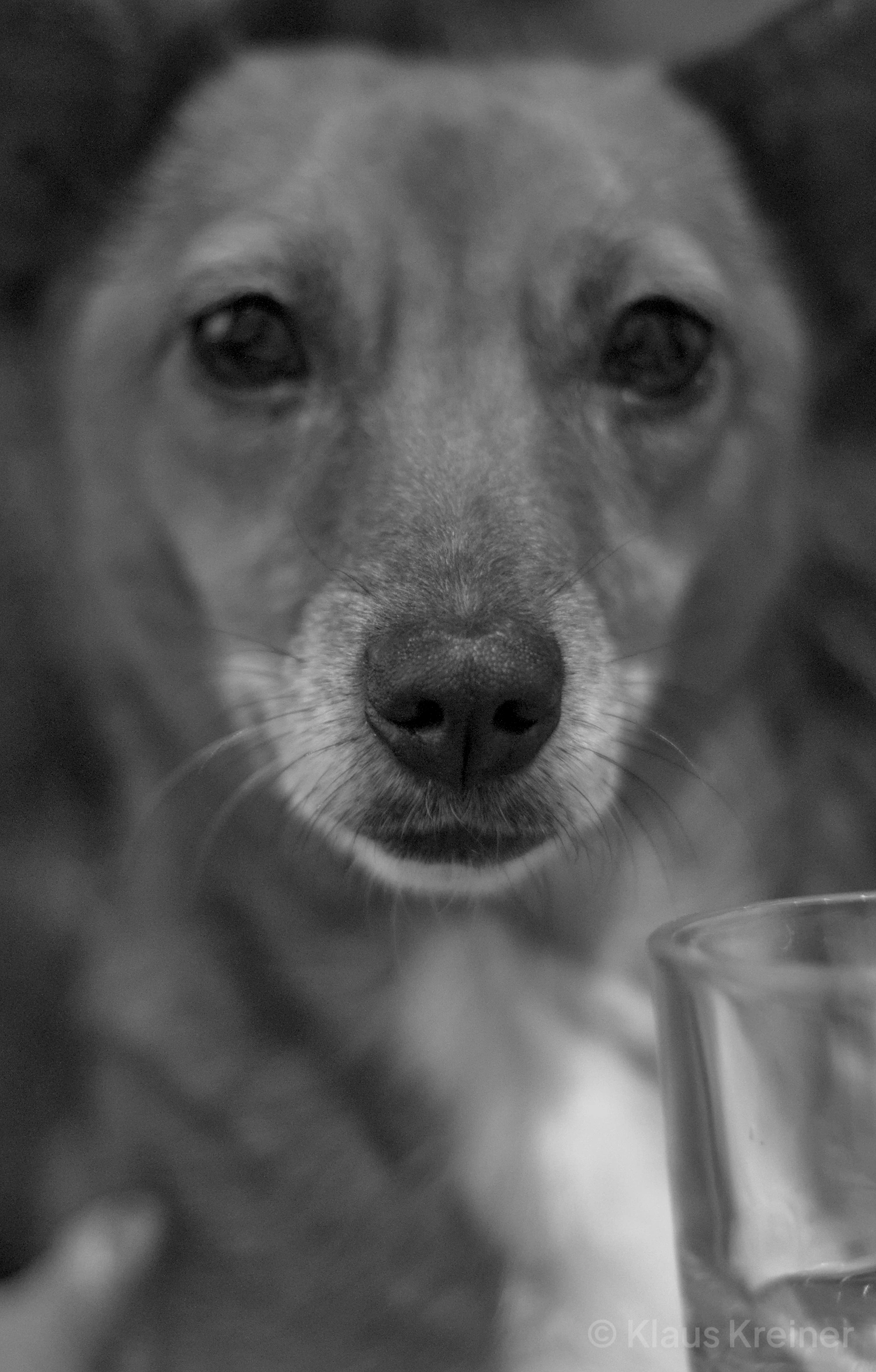 Mitte Januar 2016 in Berlin: Ein Hund schaut auf dem sw-Foto direkt in die Kamera. Die Schärfentiefe liegt auf der Nase des Hundes.