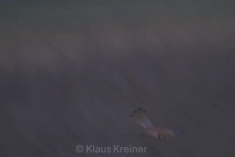 Ende Januar 2020 in Berlin: Ein Turmfalke im Sturzflug auf eine vermeintliche Beute, lange belichtet und damit verwischt fotografiert.