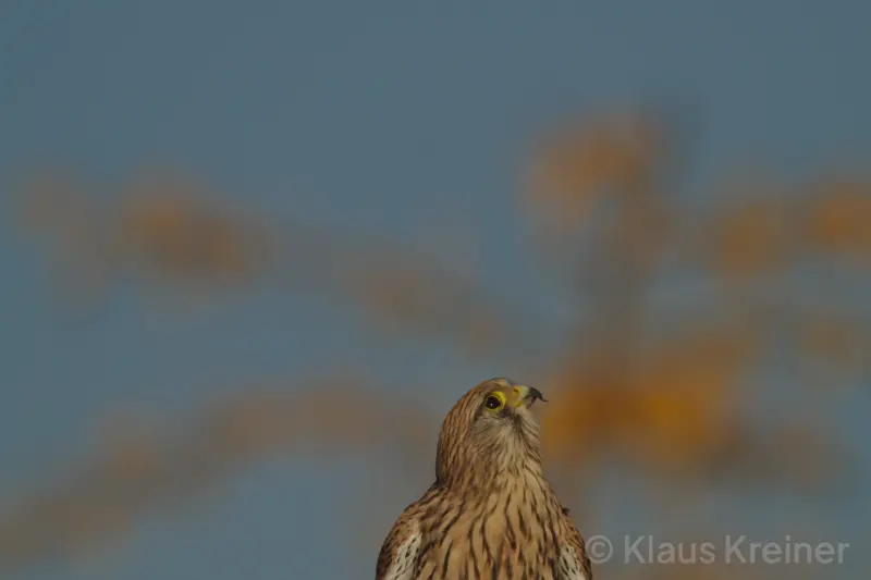 Mitte Oktober 2018 in Berlin: Hinter herbstlichen Laubfarben schaut eine Turmfälkin in den Himmel über dem Tempelhofer Feld.