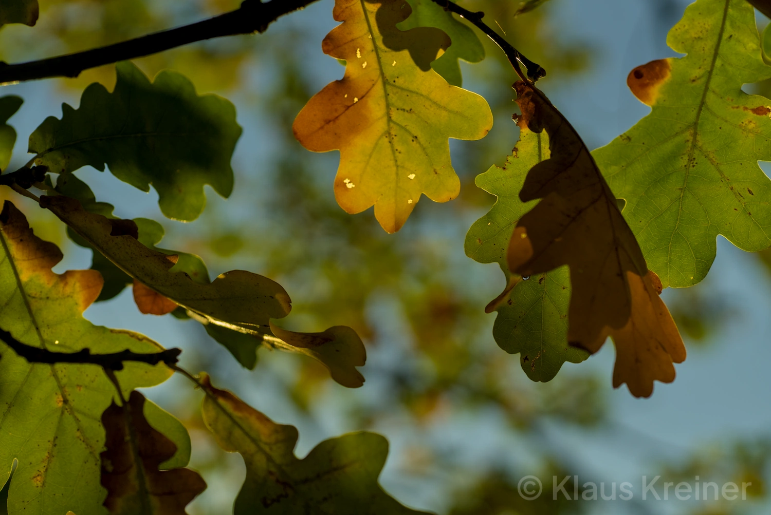 einfach herbst