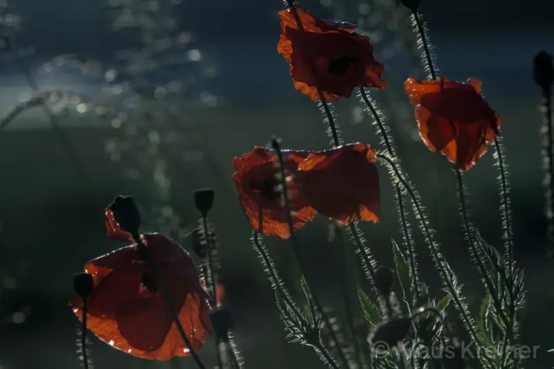 Anfang Juni 2017 in Berlin: Klatschmohn mit einem wunderbaren Bokeh im abendlichen Gegenlicht auf dem Tempelhofer Feld.