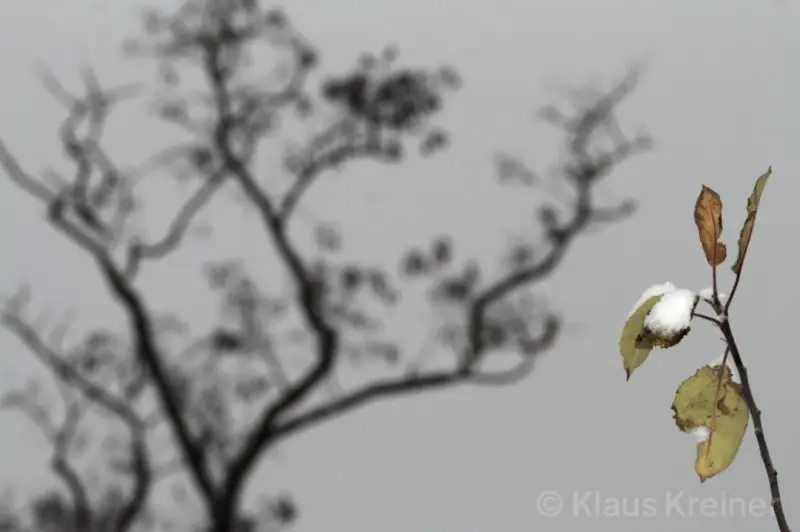 Anfang Dezember 2021 in Berlin: Im rechten Vordergrund aufgehellt Schnee auf grünem Laub, links ein entlaubter Baum.