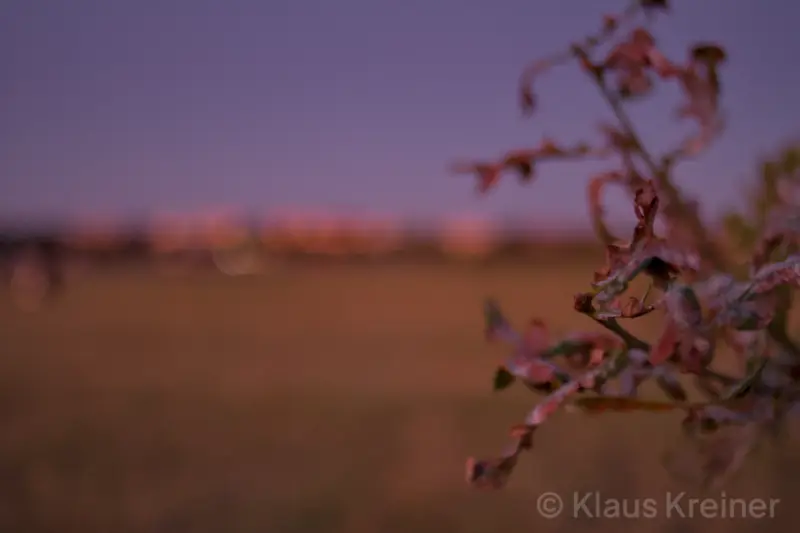 Ende September 2019 in Berlin: Rechts im Vordergrund eine trockene Pflanze, im Hintergrund das Bokeh einer Skyline vom Bezirk Neukölln.