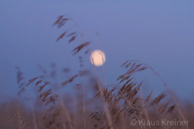 Mitte September 2019 in Berlin: Aufgehelltes Gras im Abendrot vor dem tief stehenden Mond über dem Tempelhofer Feld.