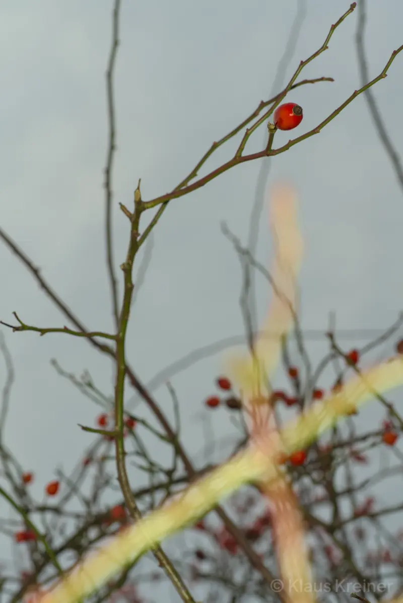 Anfang Februar 2021 in Berlin: Eine aufgehellte Pflanze im Vordergrund. Die Schärfentiefe liegt auf der Hagebutte im Hintergrund.