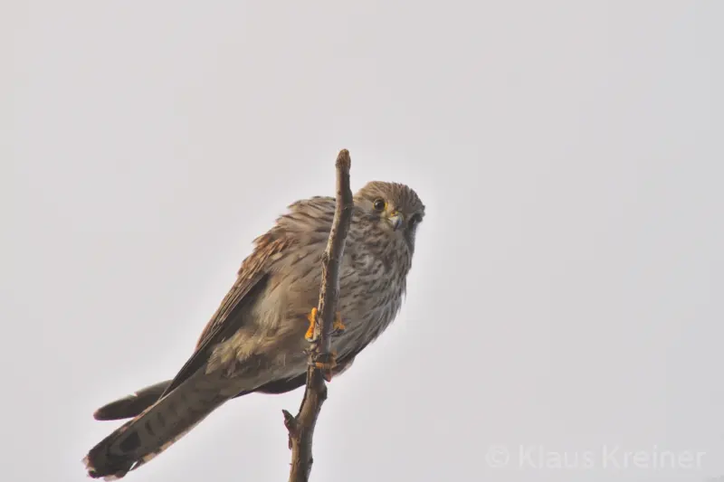 Anfang Februar 2020 in Berlin: Im winterlichen Sonnenschein schaut eine Turmfälkin von einem Ast zum Fotografen hinunter.