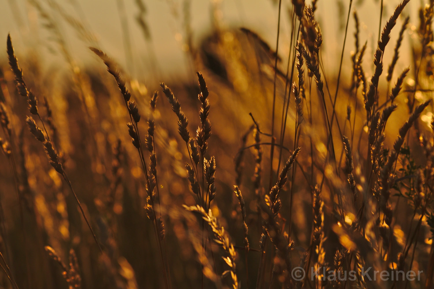 Ende Juni 2018 in Berlin: Im Vordergrund Gras und im Hintergrund schemenhaft ein Baum im goldenen Gegenlicht vom Sonnenuntergang.