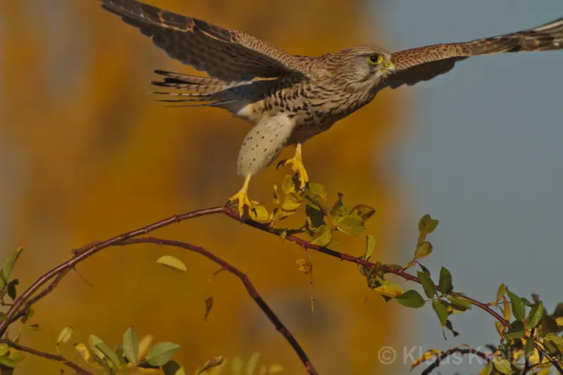 Anfang November 2018 in Berlin: Vor herbstlichem Hintergrund nutzt eine Turmfälkin eine Pflanze zum Abflug.