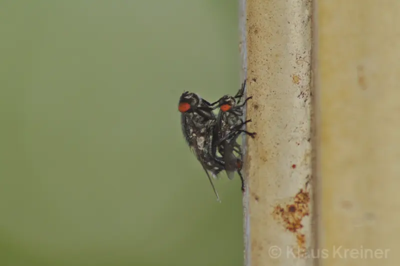 Anfang Juli 2016 in Berlin: Zwei Fliegen sitzen aufeinander und kopulieren an einem Fensterrahmen, irritiert von einem Blitzlicht.