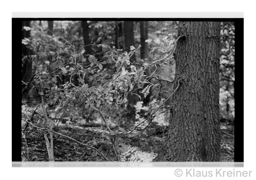 Ende der 1990er Jahre im französischen Rouen: Im rechten Vordergrund sehen wir einen Baumstamm vor dem Wald, in schwarz-weiß aufgenommen.