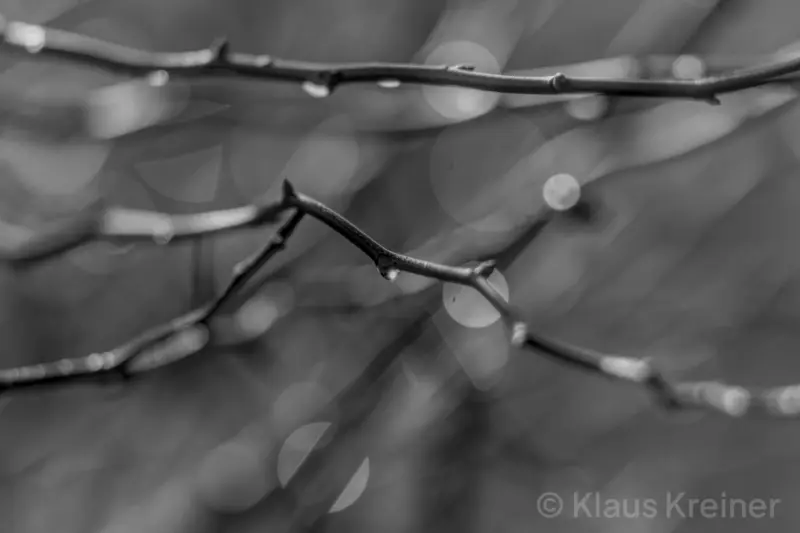 Ende Januar 2019 in Berlin: Das Schwarzweiß-Foto zeigt scharfe und unscharfe kleinere Äste sowie die Lichtpunkte von Wassertropfen.