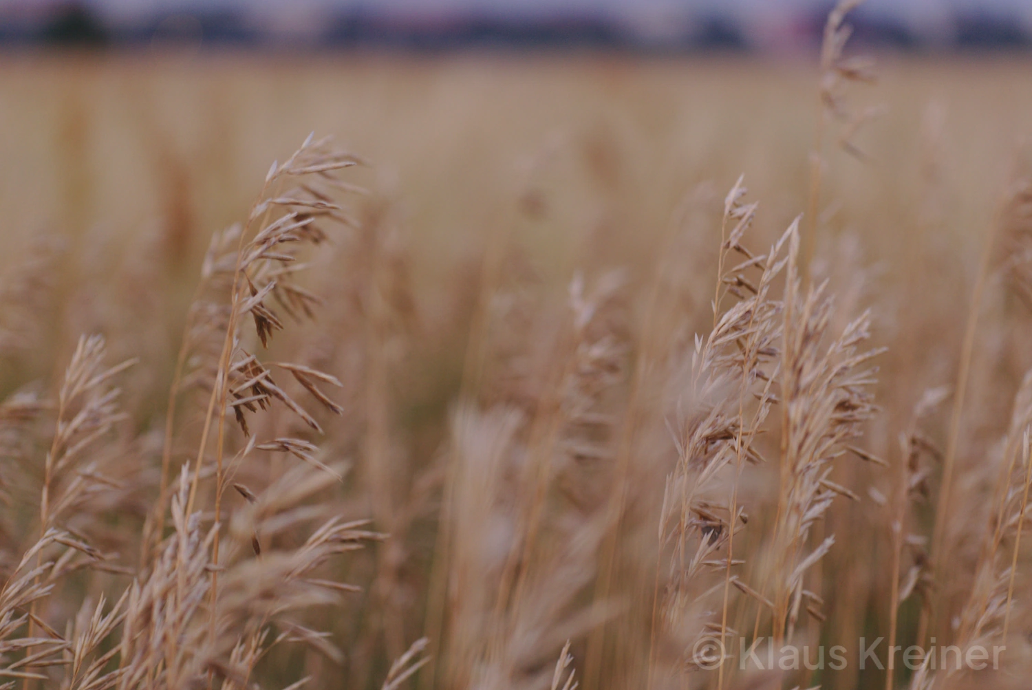 Ende Juli 2019 in Berlin: Aufgehelltes Gras in der blauen Stunde auf dem Tempelhofer Feld, im Hintergrund die Skyline von Neukölln.