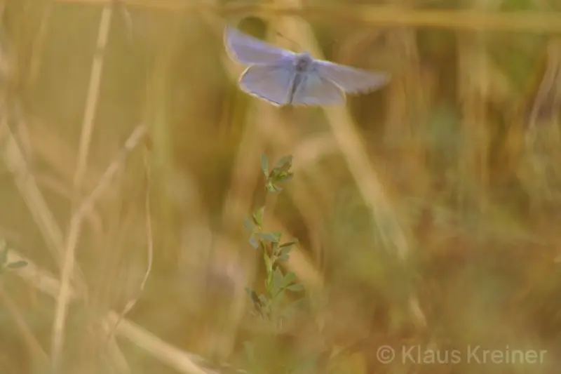 Ende August 2018 in Berlin: Ein Bläuling hat gerade zum Ausflug abgehoben und die Bewegungsunschärfe lässt dies malerisch erscheinen.
