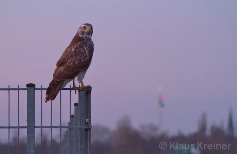 Anfang März 2022 in Berlin: Ein Bussard schaut im Abendrot in die Kamera, im Hintergrund ist der Fernsehturm zu sehen.