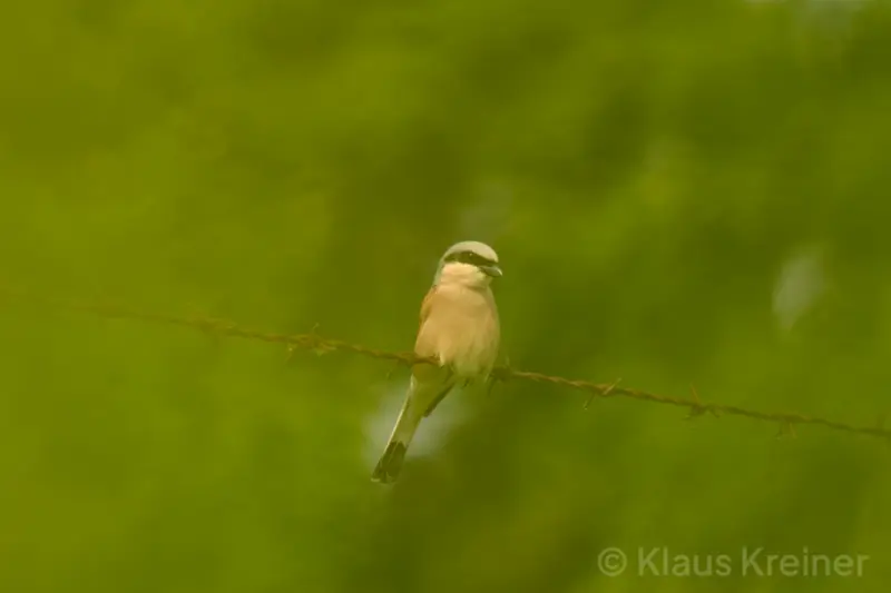 Ende Mai 2019 in Berlin: Ein Neuntöter sitzt auf einem Zaun auf dem Tempelhofer Feld und schaut durch das Grün in die Kamera.