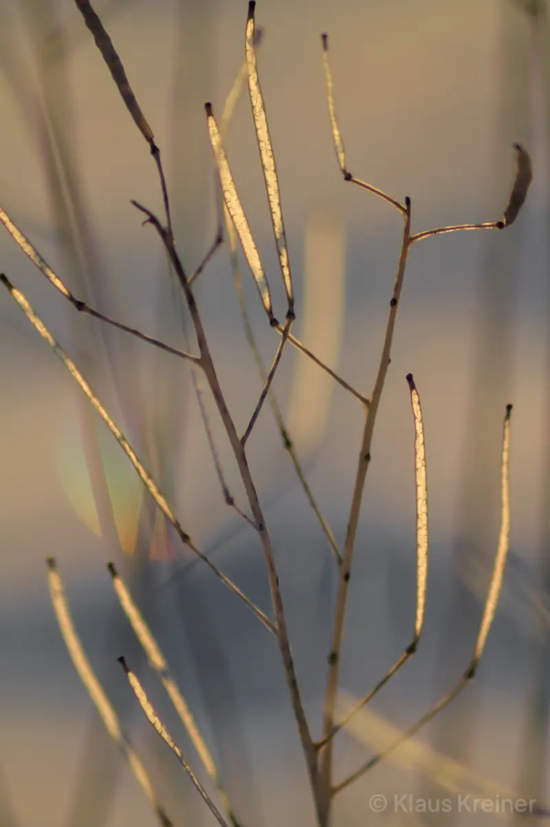 Ende Januar 2016 in Berlin: Eine Pflanze reflektiert die Sonnenstrahlen von der im Hintergrund untergehenden Sonne.