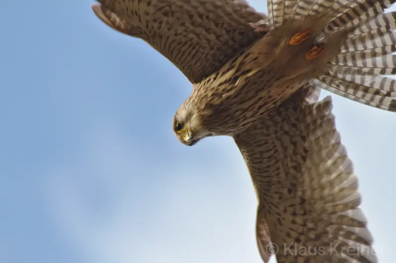 Ende Februar 2017 in Berlin: Eine Turmfälkin ist direkt über dem Fotografen zu einem sogenannten Rüttelflug gestartet.