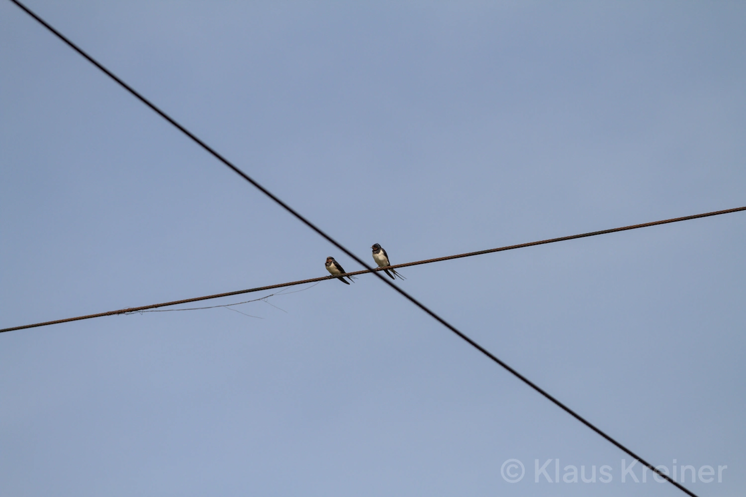 Ende Mai 2023 in Berlin: Zwei Vögel sitzen unter strahlend-blauem Himmel auf einem Draht, der von einem weiteren gekreuzt wird.