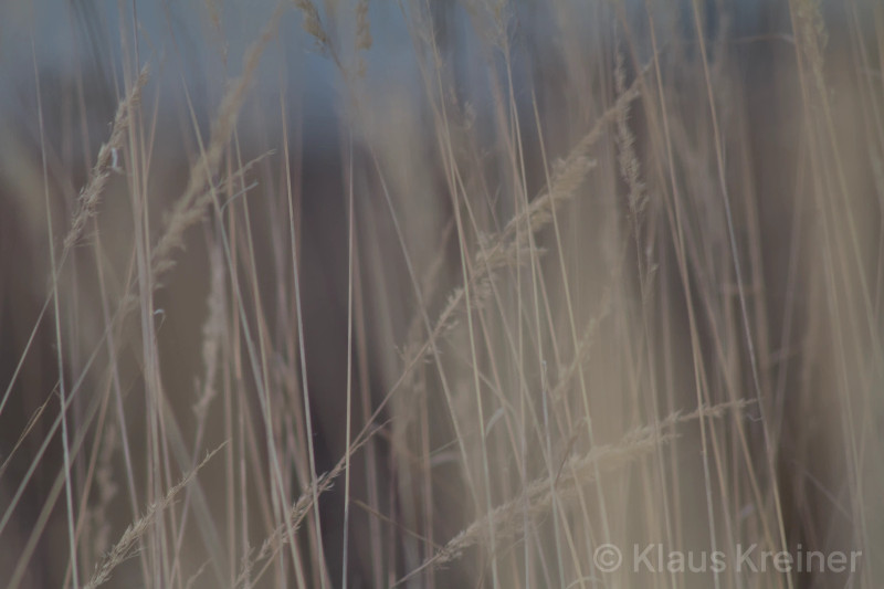 Mitte Februar 2017 in Berlin: Durch einen Blitz aufgehelltes Gras auf dem Tempelhofer Feld in der winterlichen Großstadt.