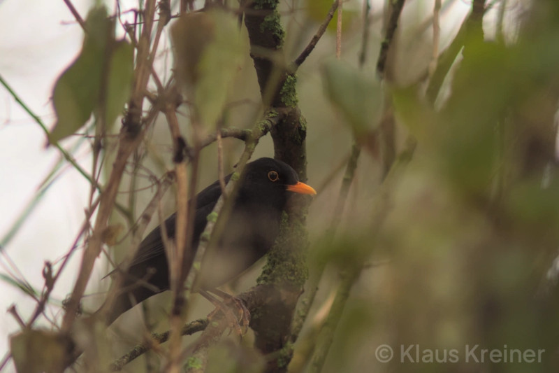 Anfang Dezember 2023 in Berlin: Eine Amsel sitzt in einem Baum am Teich im Volkspark Hasenheide und beobachtet den Fotografen.