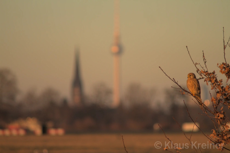 Anfang Januar 2024 in Berlin: Eine junge Turmfälkin sitzt in einem Busch, im Hintergrund sind der Fernsehturm und eine Kirche zu sehen.