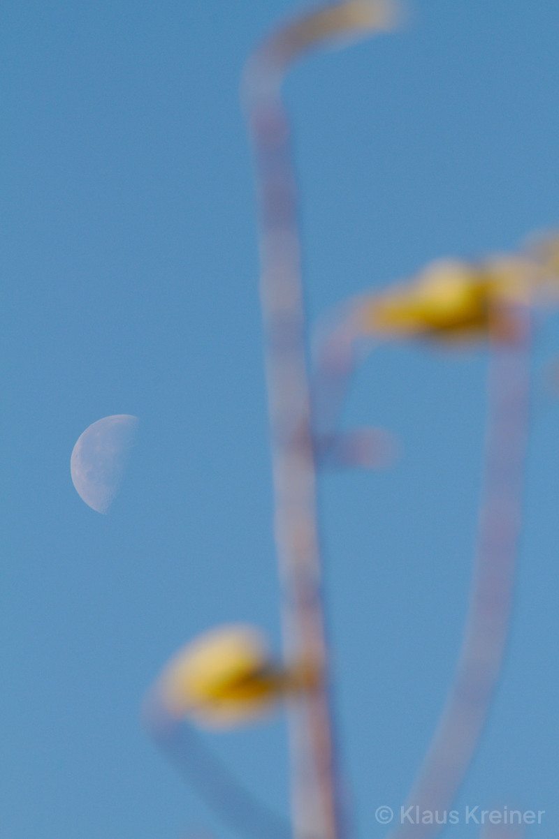 Mitte November 2019 in Berlin: Eine unscharfe aufgehellte Pflanze im Vordergrund. Die Schärfentiefe liegt auf dem Mond im Hintergrund.