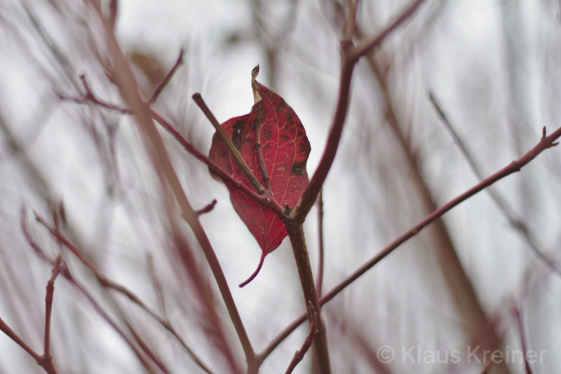 Mitte November 2015 in Berlin. Ein rotes Blatt ist vom Wind an einen kahlen Busch geweht worden und hängt nun an einem Ast fest.