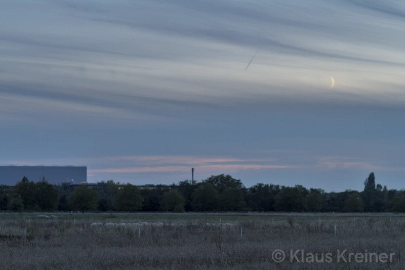 Mitte Oktober 2023 in Berlin: Abendstimmung über einem Feld, auf dem einige Schafe weiden. Außerdem ist eine Mondsichel zu sehen.