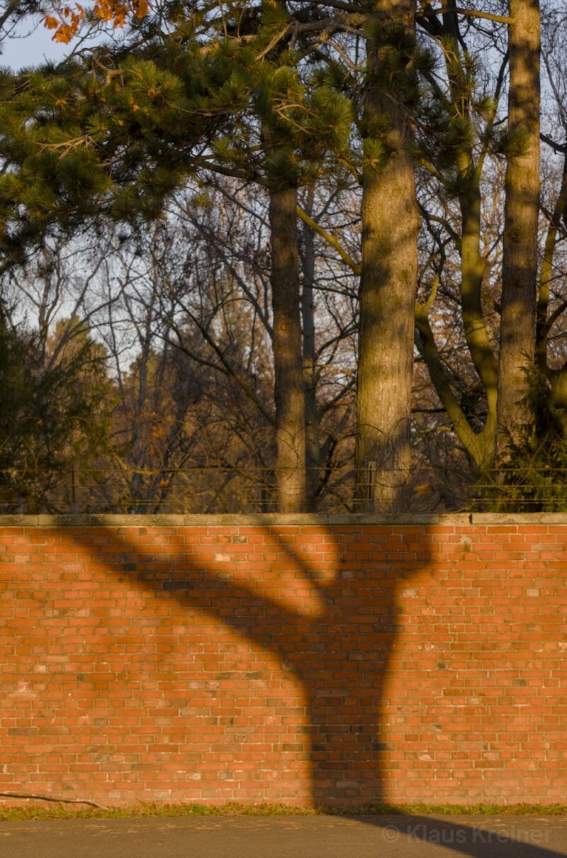 Der Schatten eines halben Baums liegt auf einer Mauer und dahinter weitere Bäume.