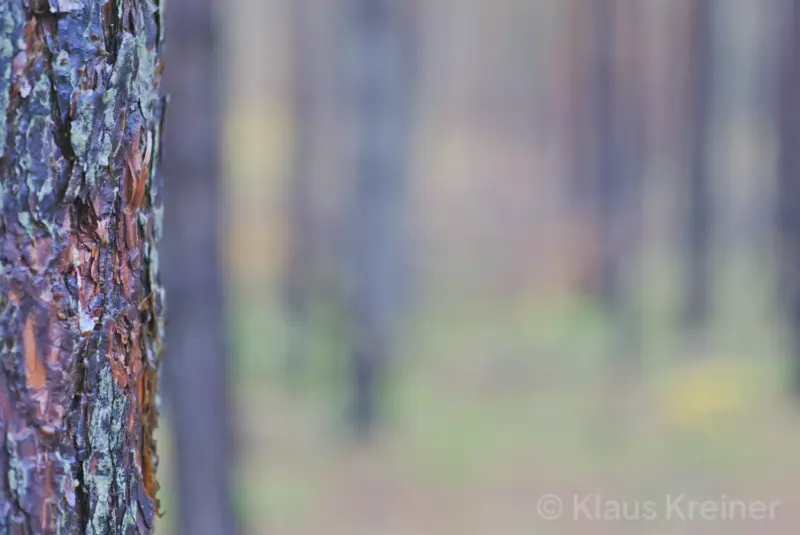 Ein feuchter Baumstamm im linken Bildvordergrund und viele unscharfe Bäume im Hintergrund