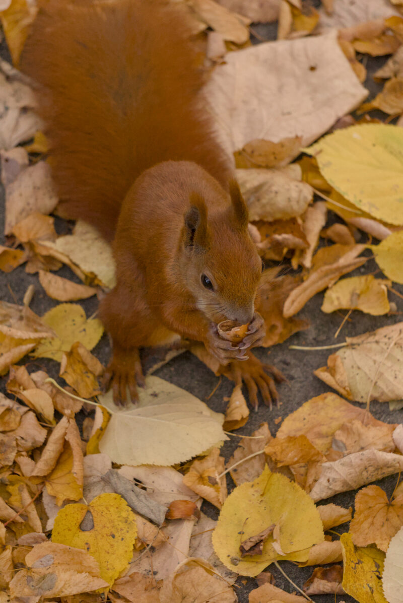 22.10.2025. Ein Eichhörnchen hockt im Herbstlaub und frisst eine Haselnuss.