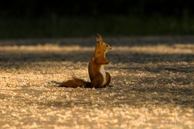 Mitte Mai 2025: Ein Eichhörnchen sitzt im Licht des Sonnenuntergangs und schaut rechts aus dem Bild.
