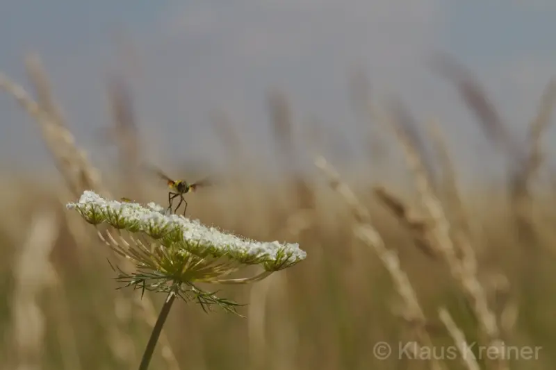 Eine Wespe tanzt auf einer Blume